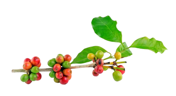 Branche de café