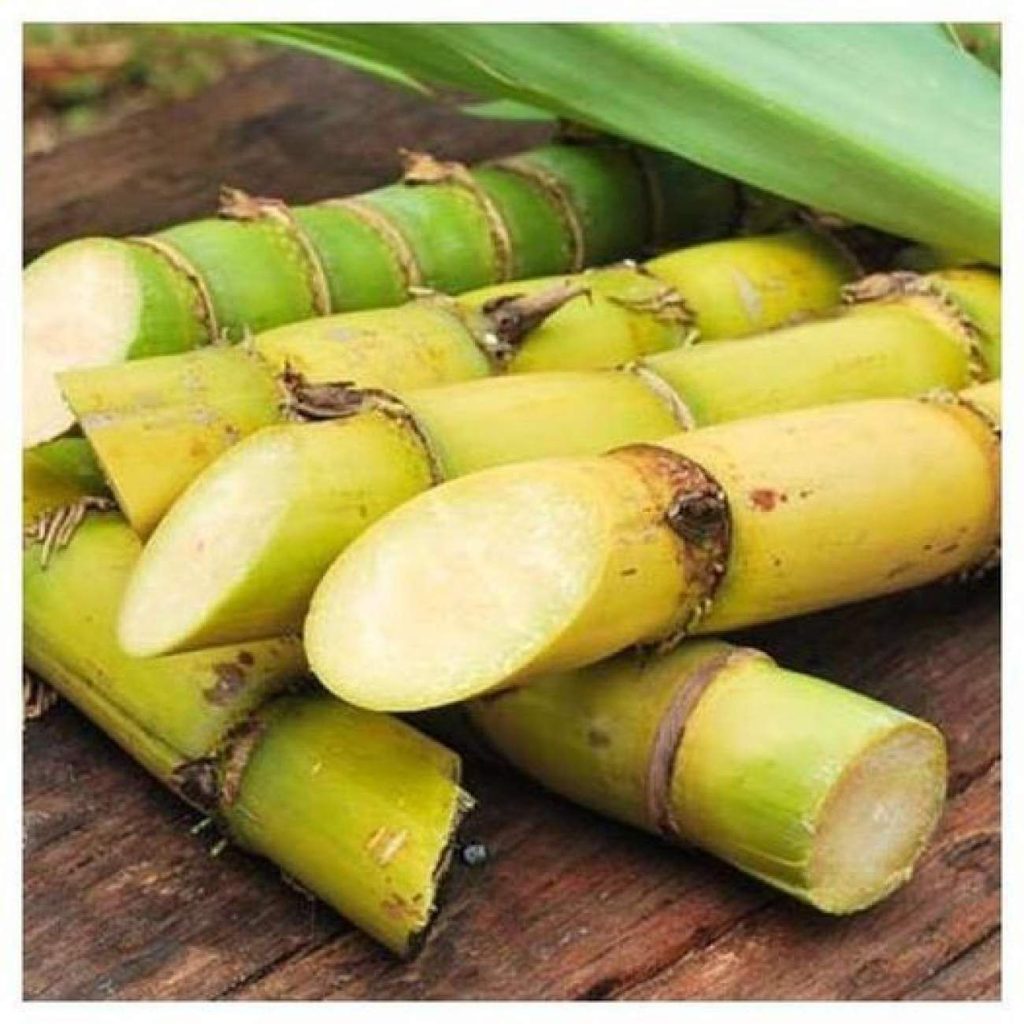 Canné à sucre